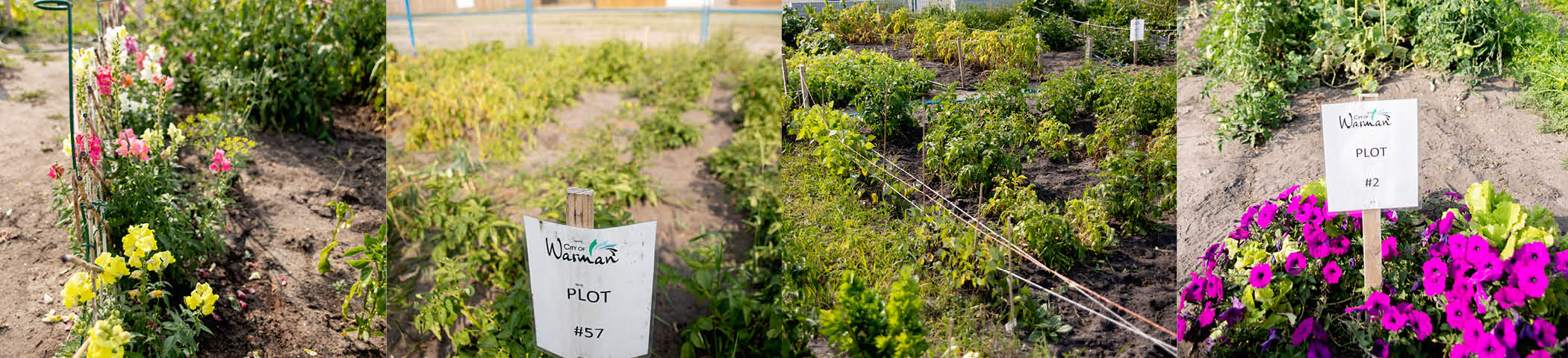 community gardens- PLAIN